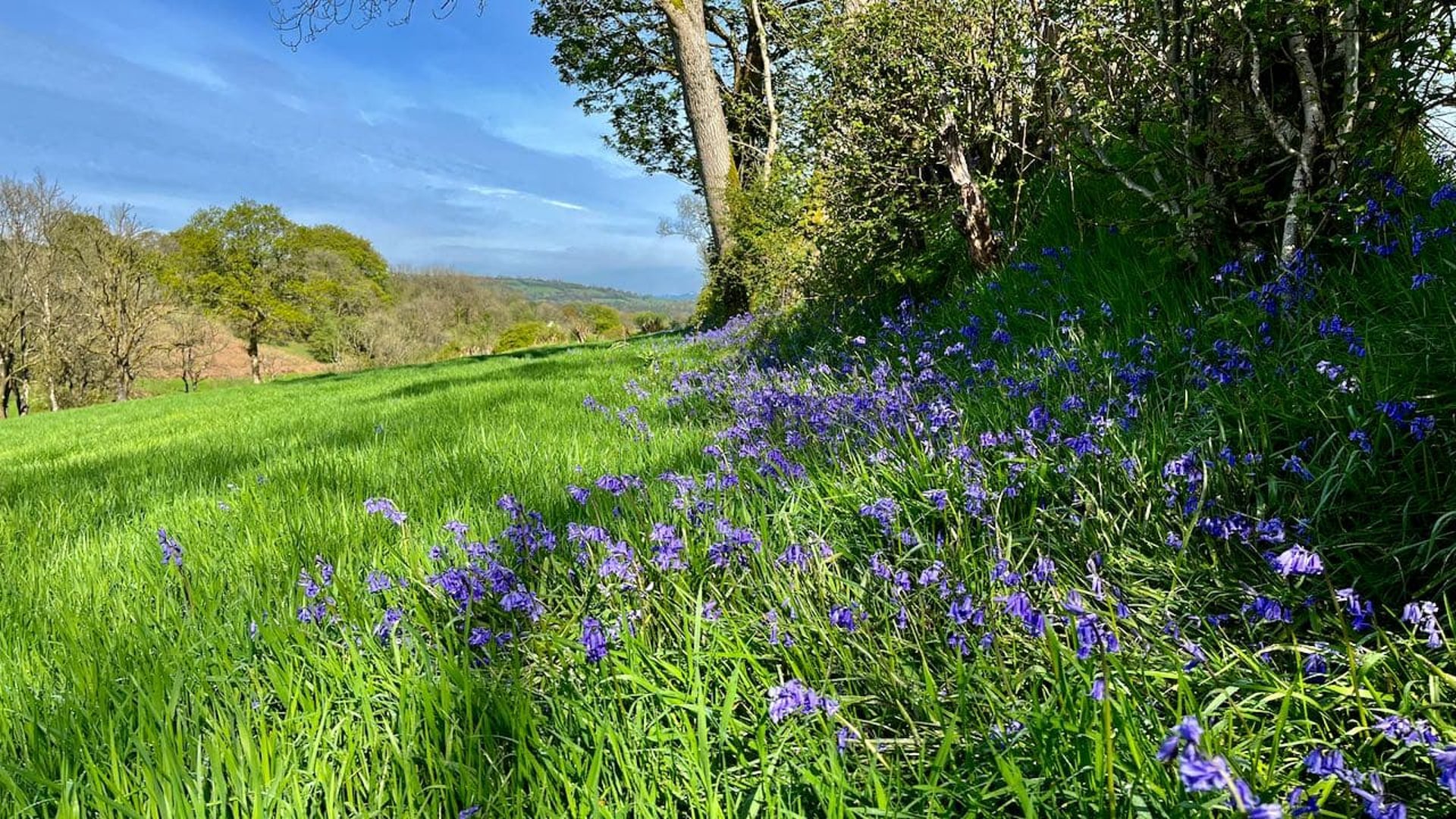 field full of bluebells