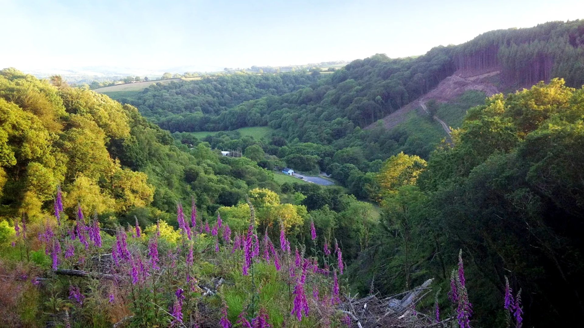 a view of a beautiful valley with foxgloves at skanda vale