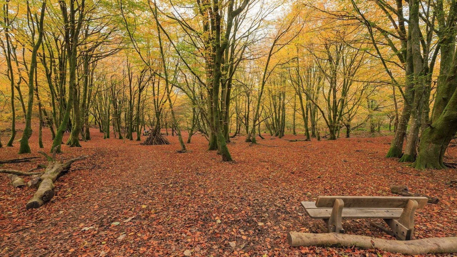 trees with fallen leaves covering the ground