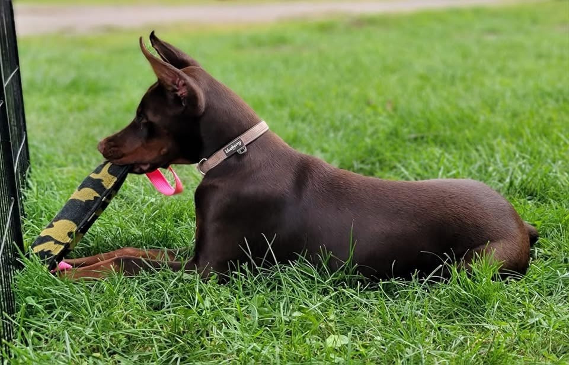 gray computer monitor