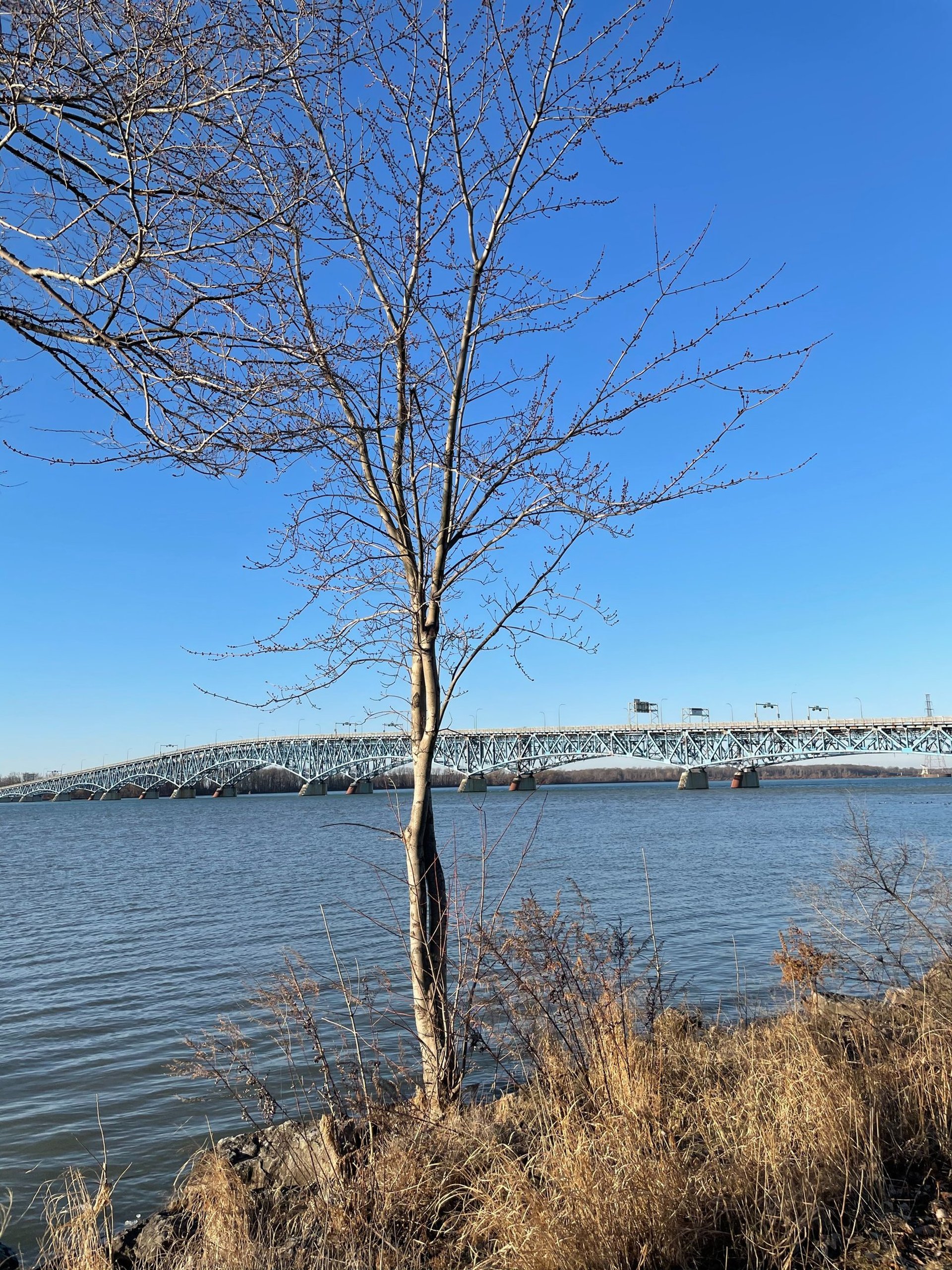 focused photo of a snow flake
