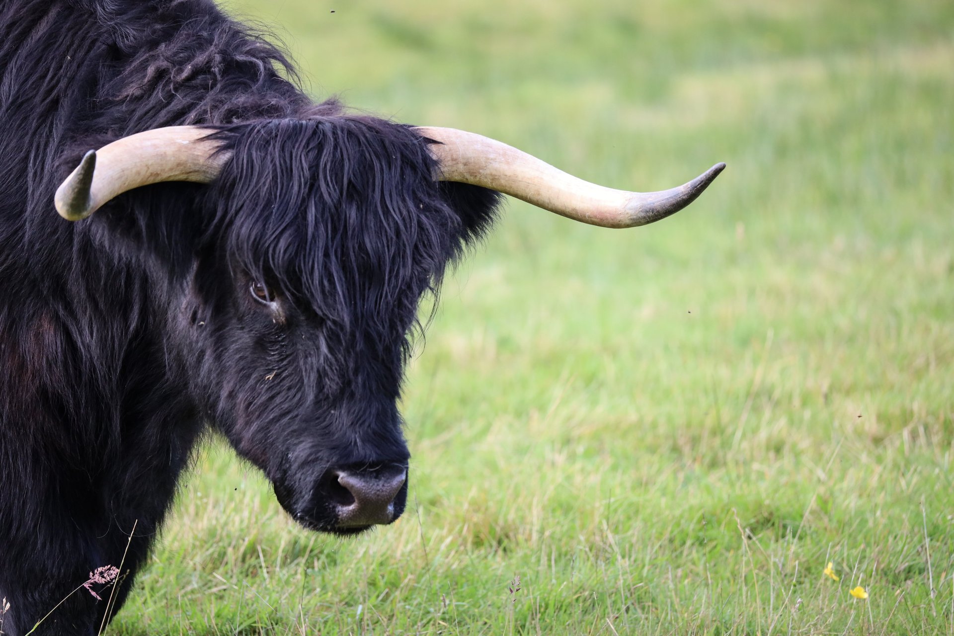 brown ox on mountain