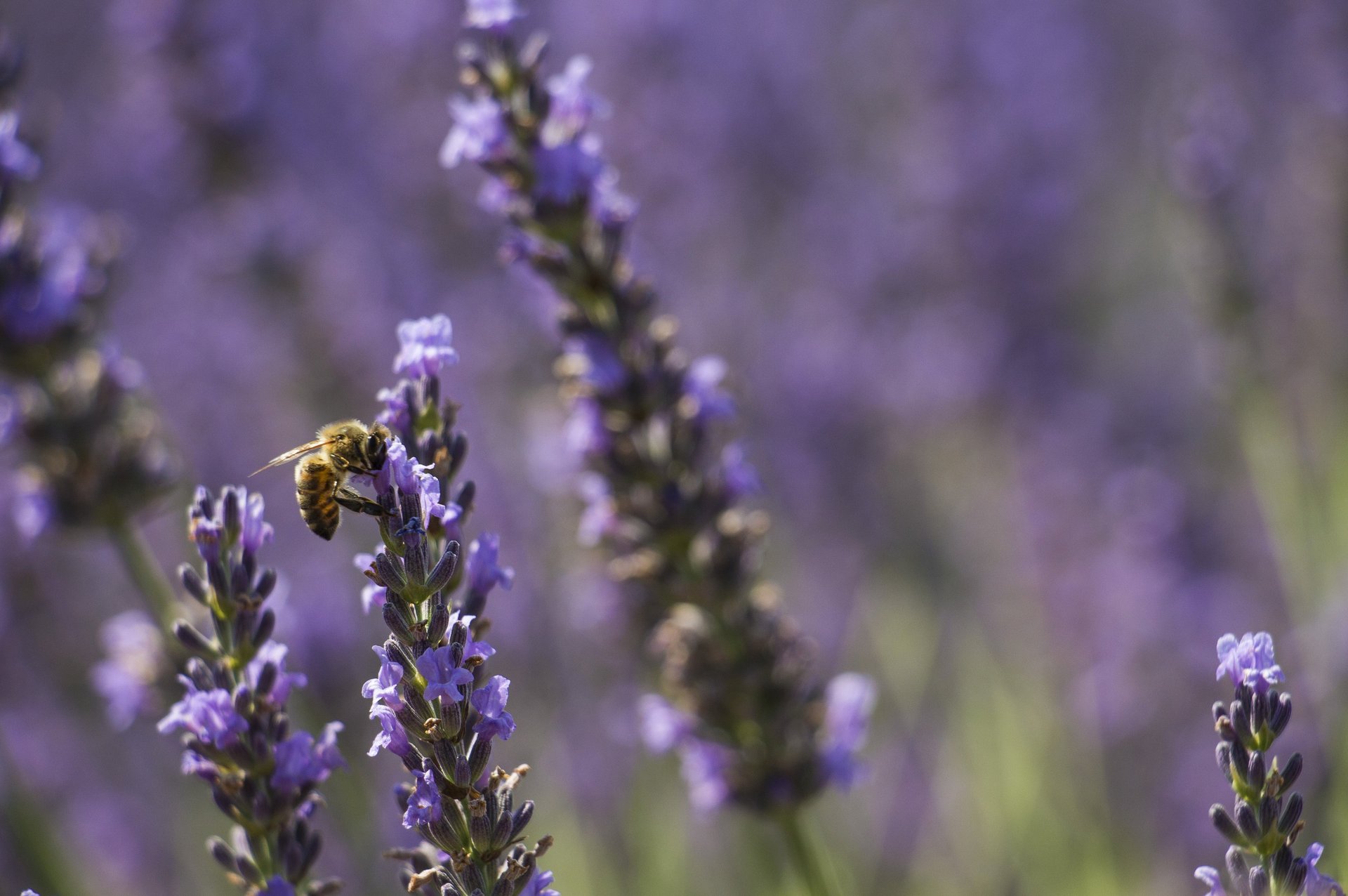 a field of lavender flowers with the sun setting in the background