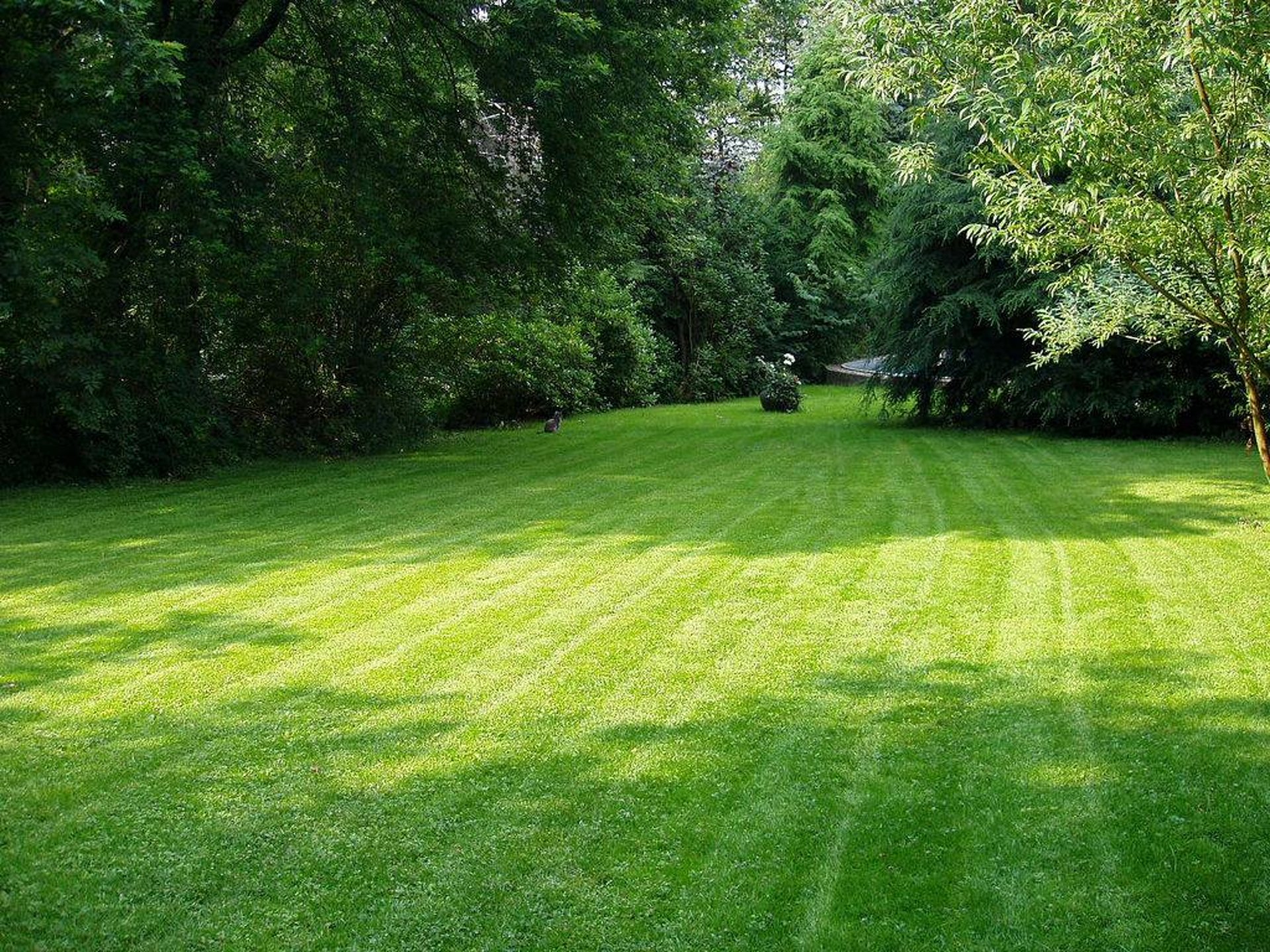 green grass field during daytime