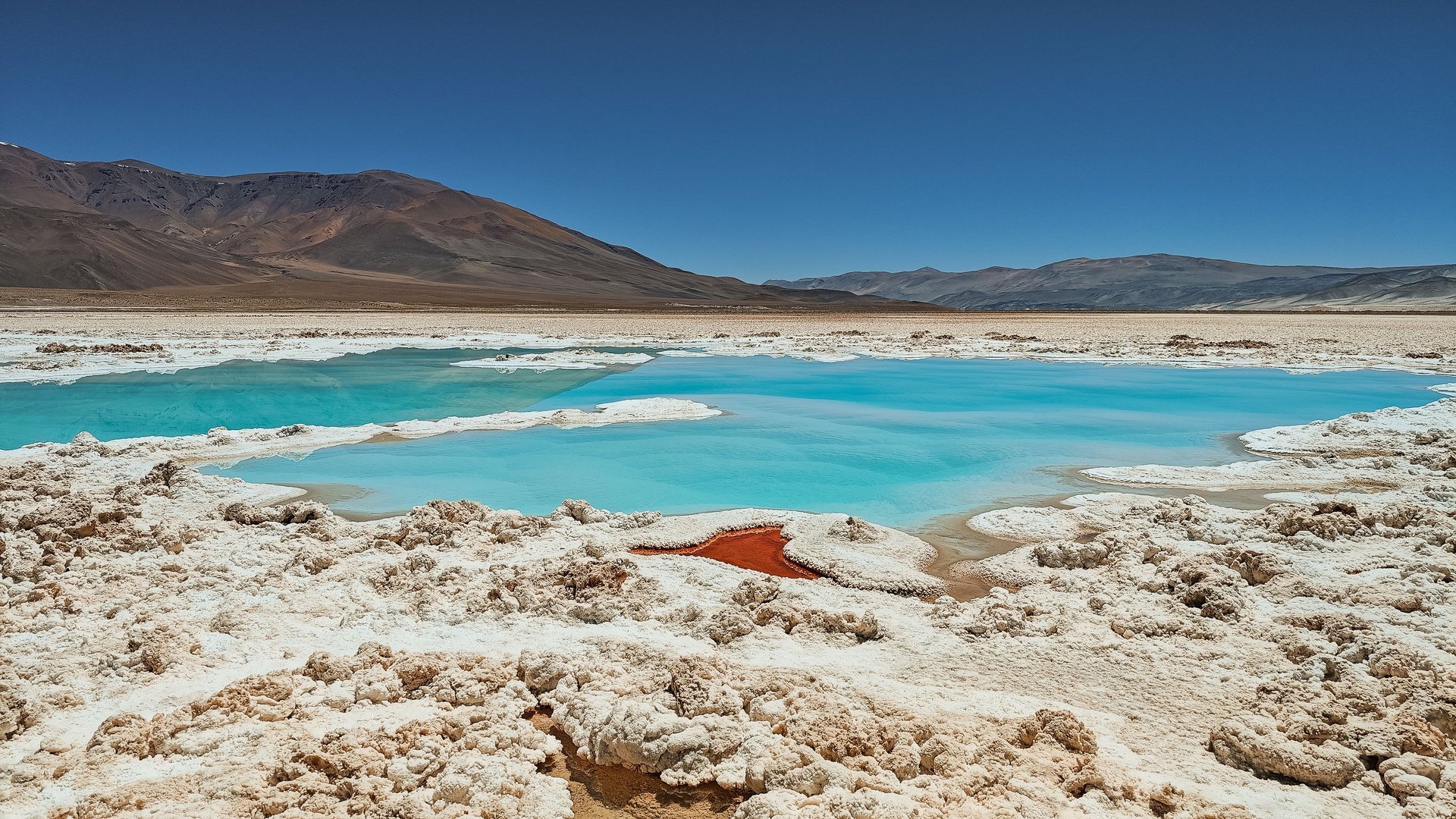 a group of flamingos standing in the water in front of a mountain range