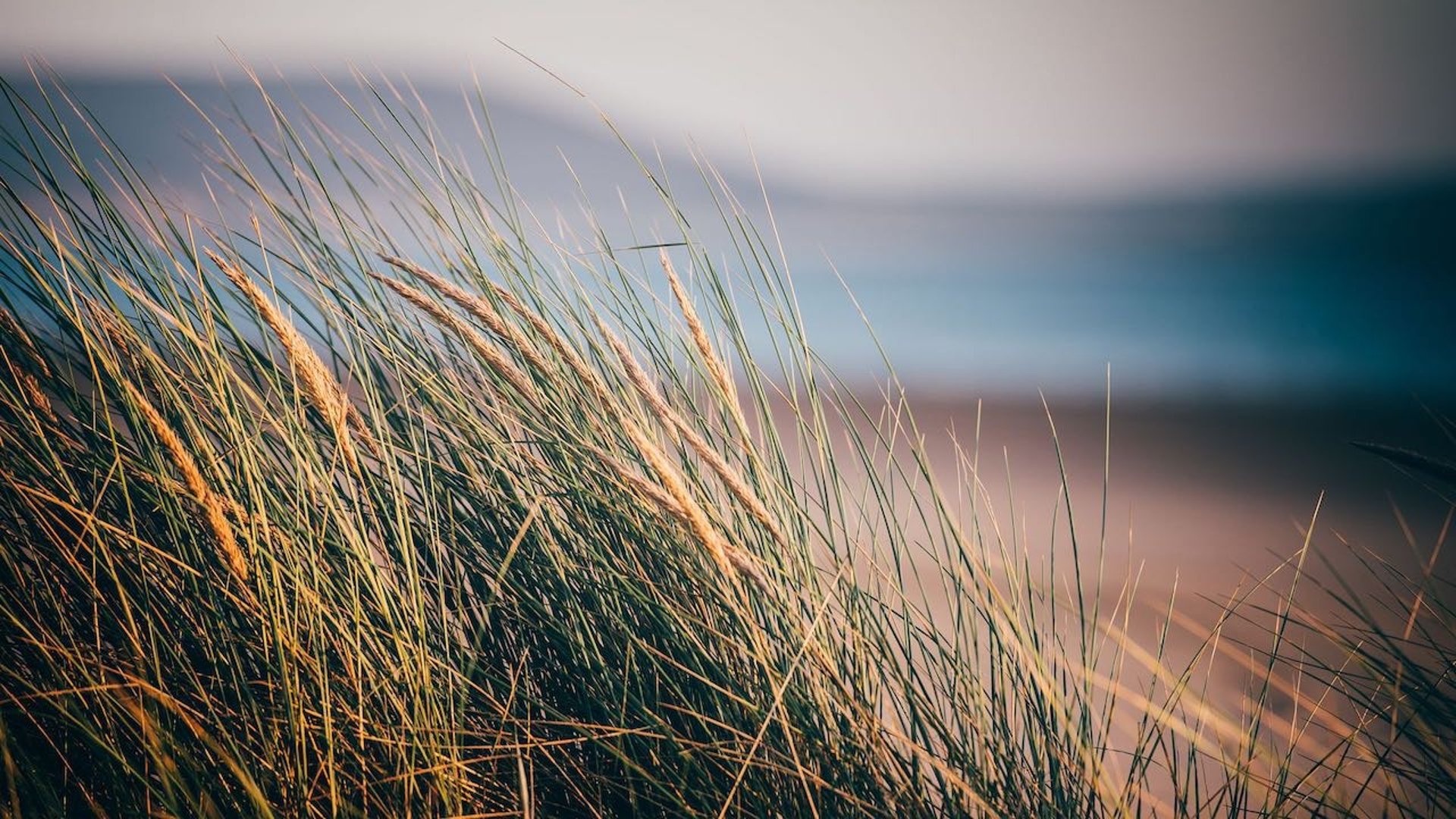 blades of grass in the sand dunes