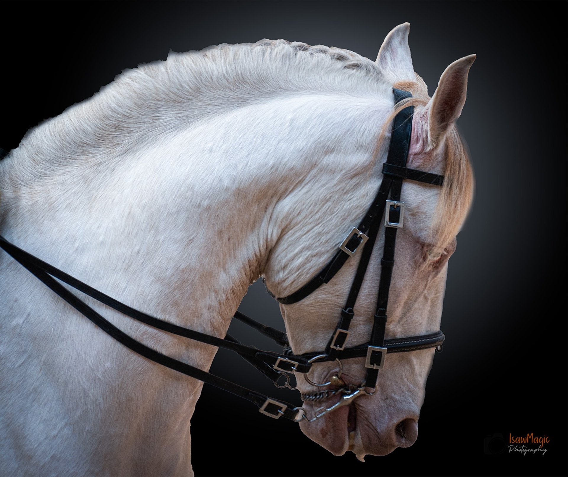 portrait equin par isawmagic en belgique