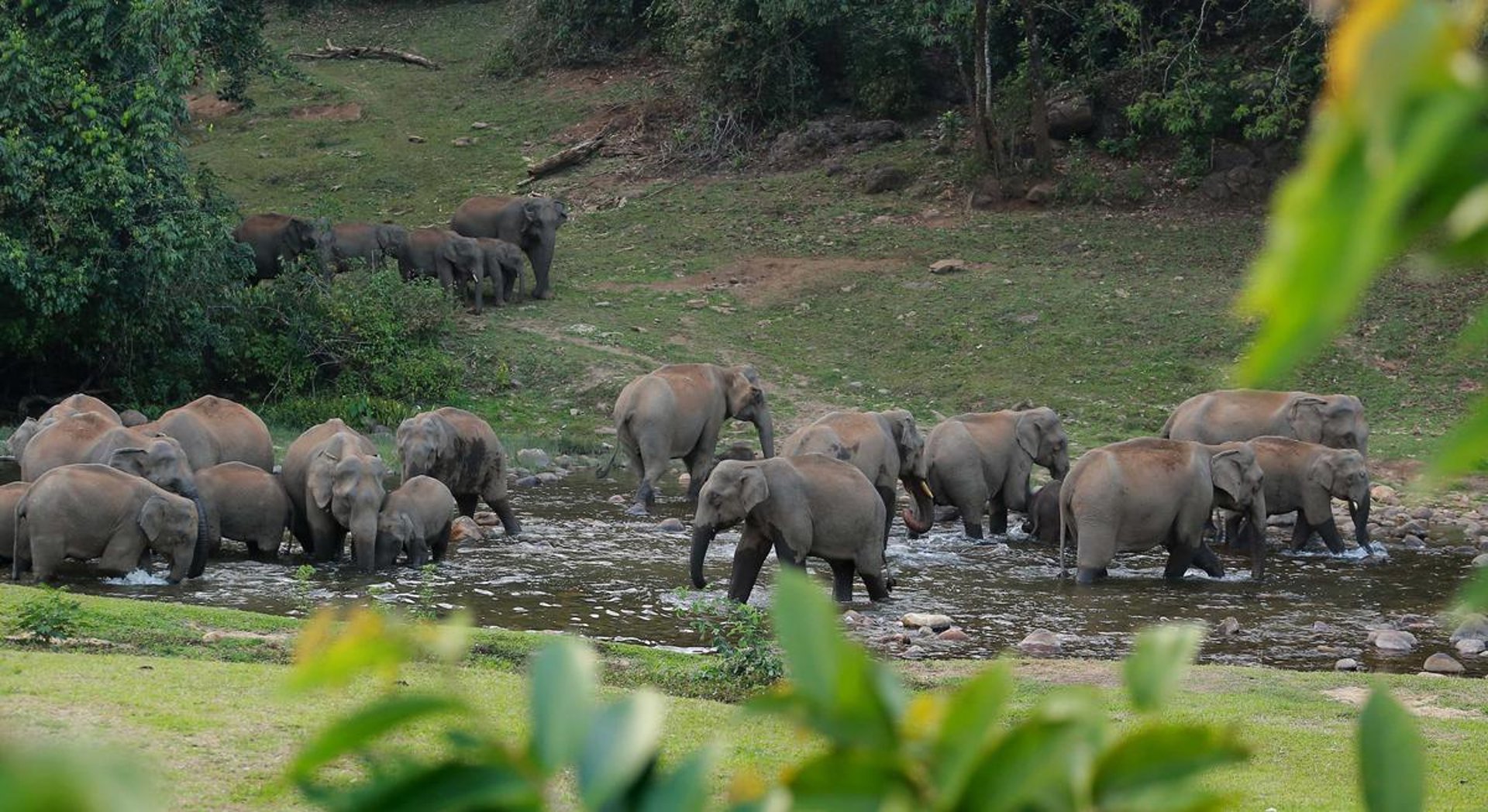Elephants at Anakulam water stream.