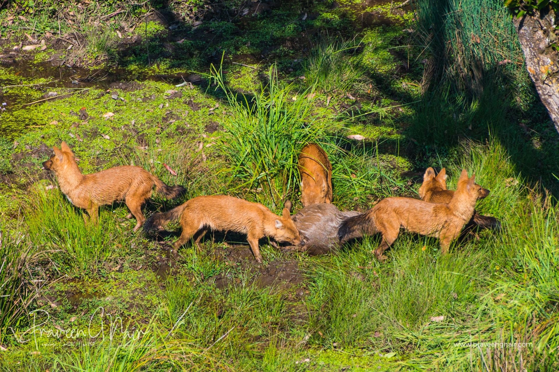 Wilddog hunting in sambar deer at pampadum shola national park.