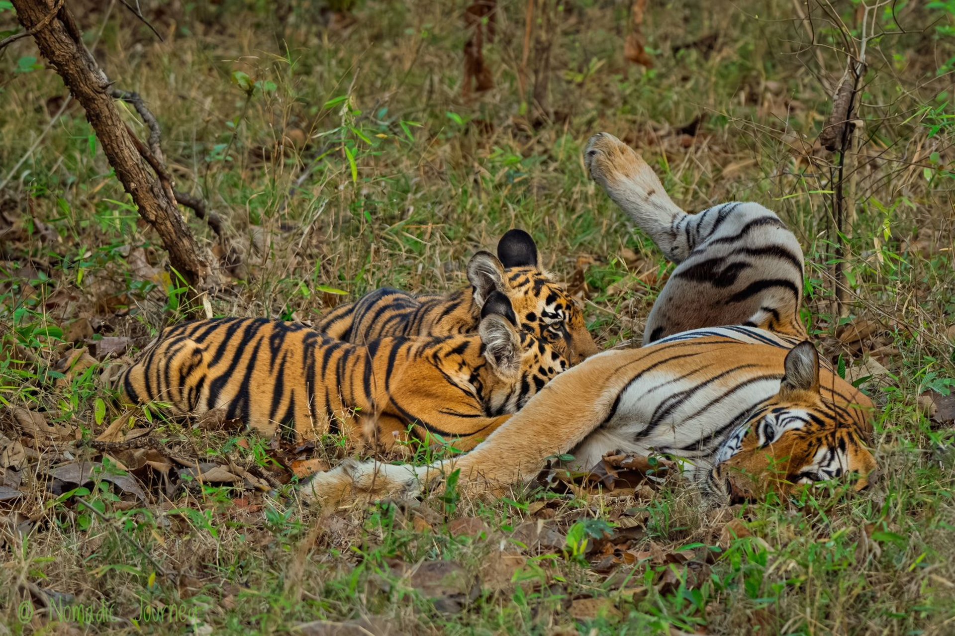 a tiger walking on a dirt road