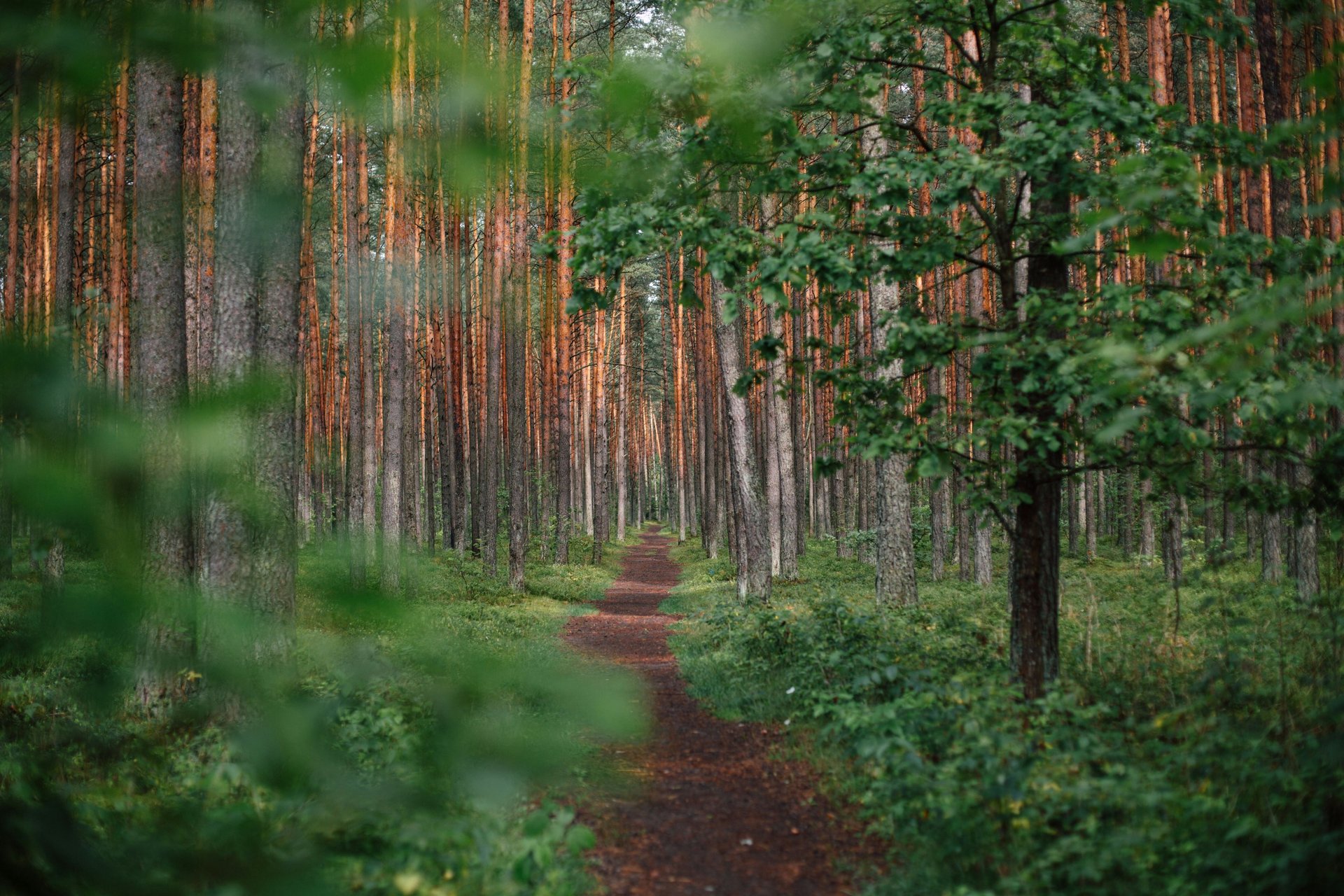 low angle photography of green trees