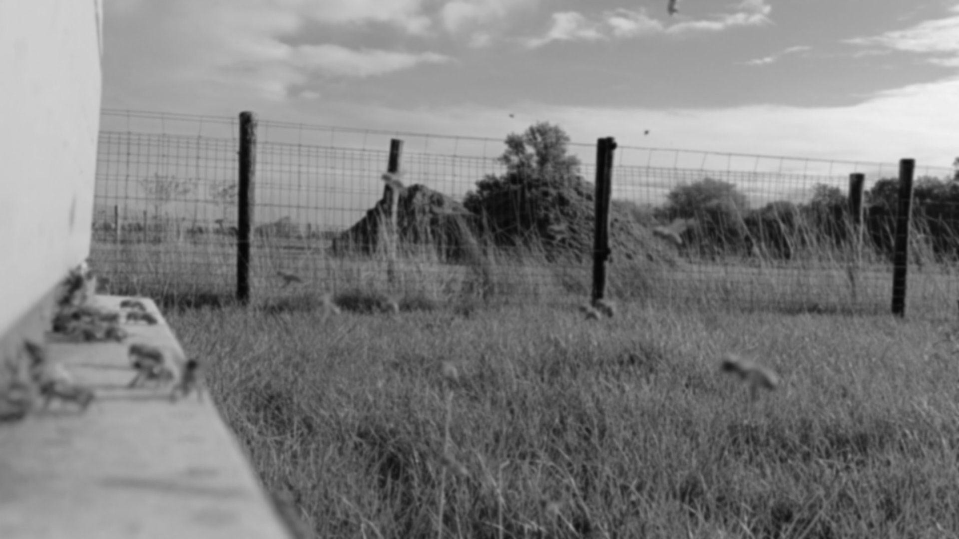 black and white bed linen