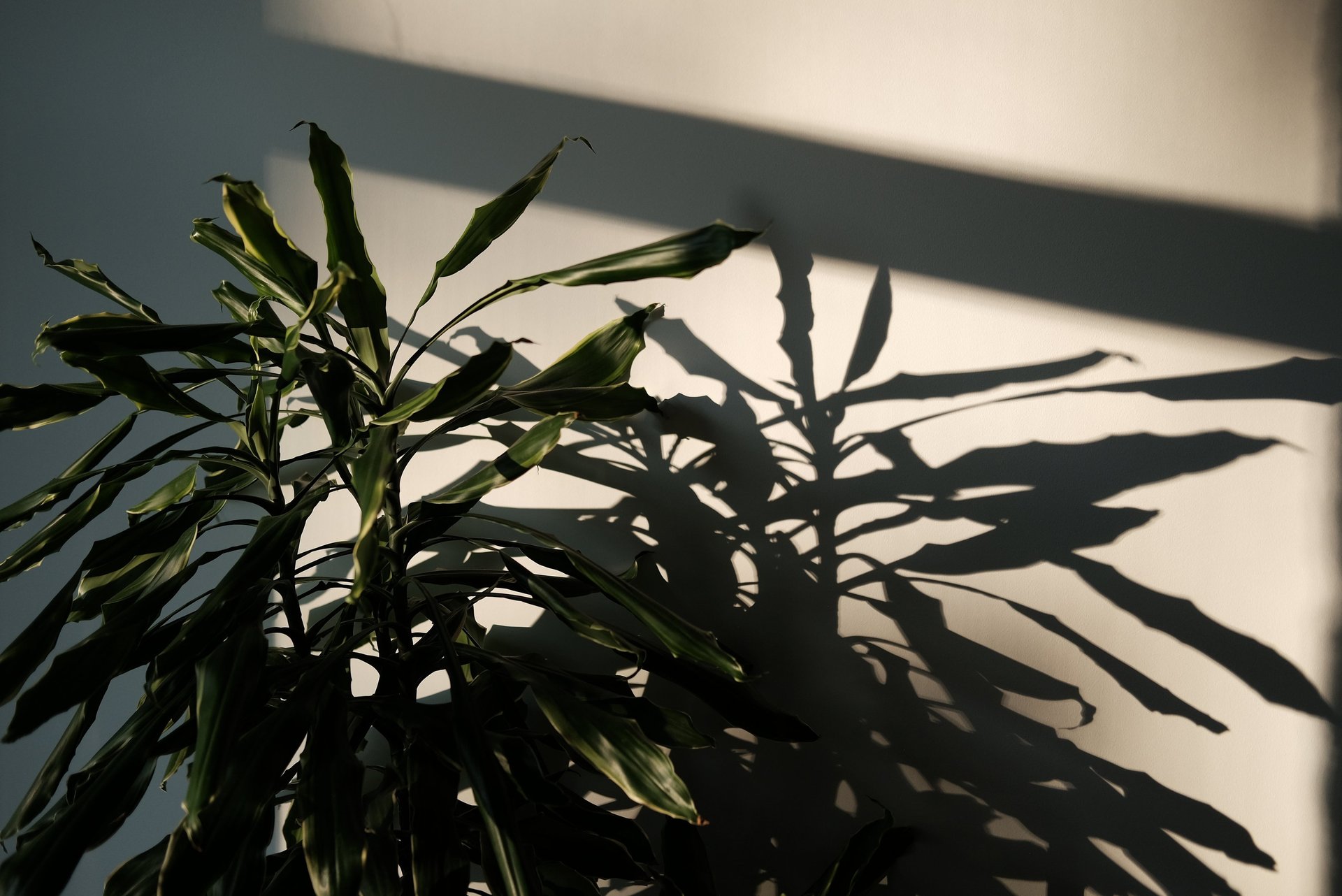 Psichoterapija Vilniuje