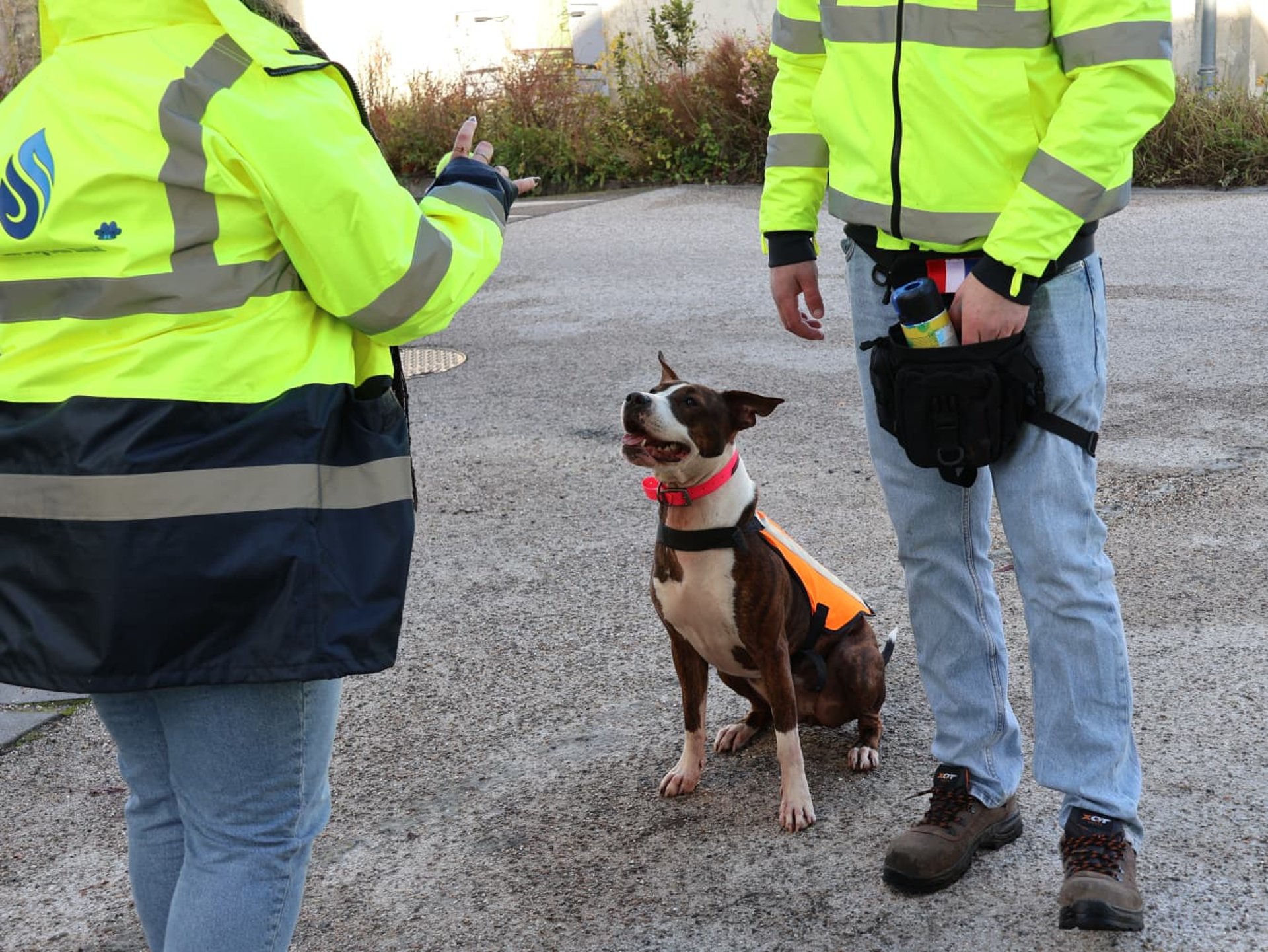 Golden Retriever lying on bed