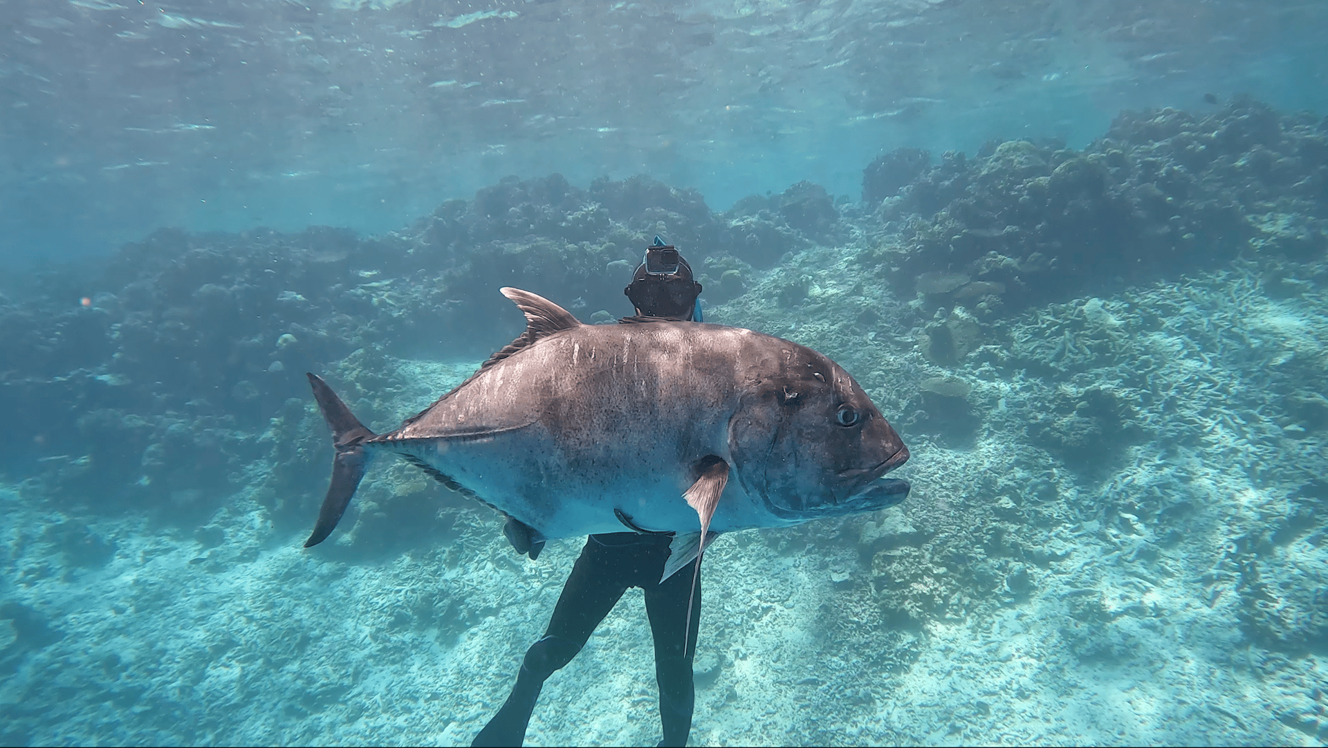 female diver near sea sponge during daytime
