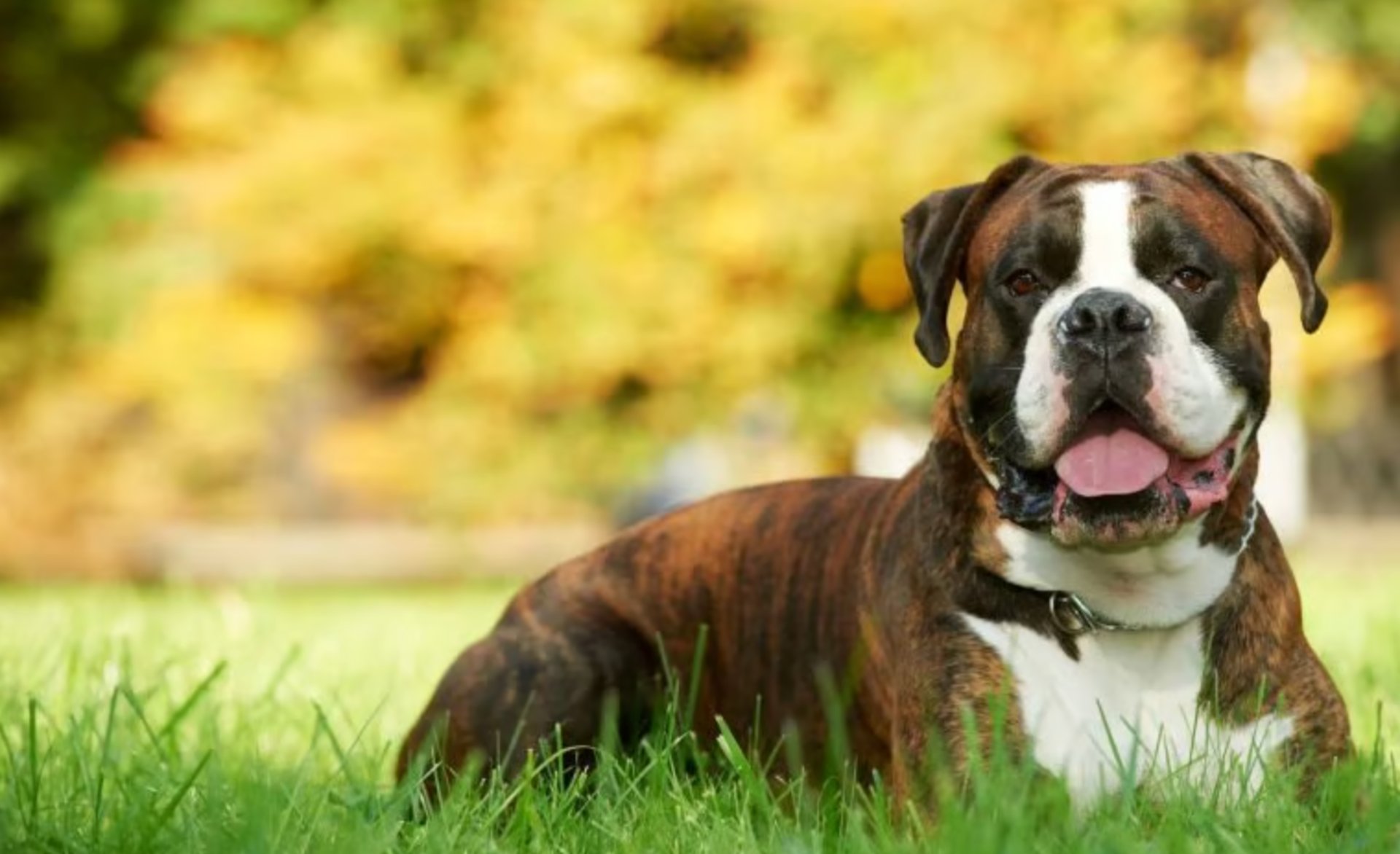 a brown and white dog laying on top of a lush green field