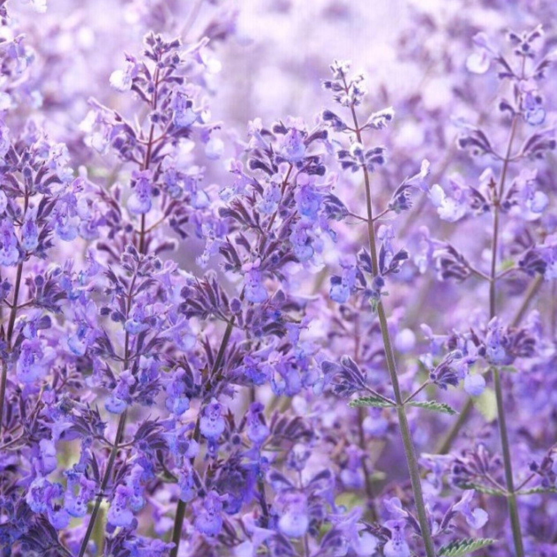 woman holding dried flower