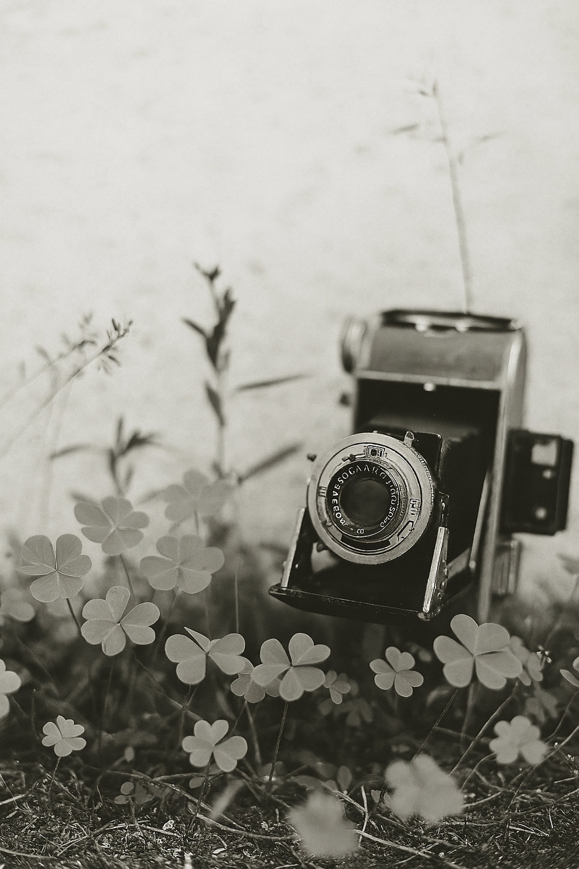 pathway between green trees
