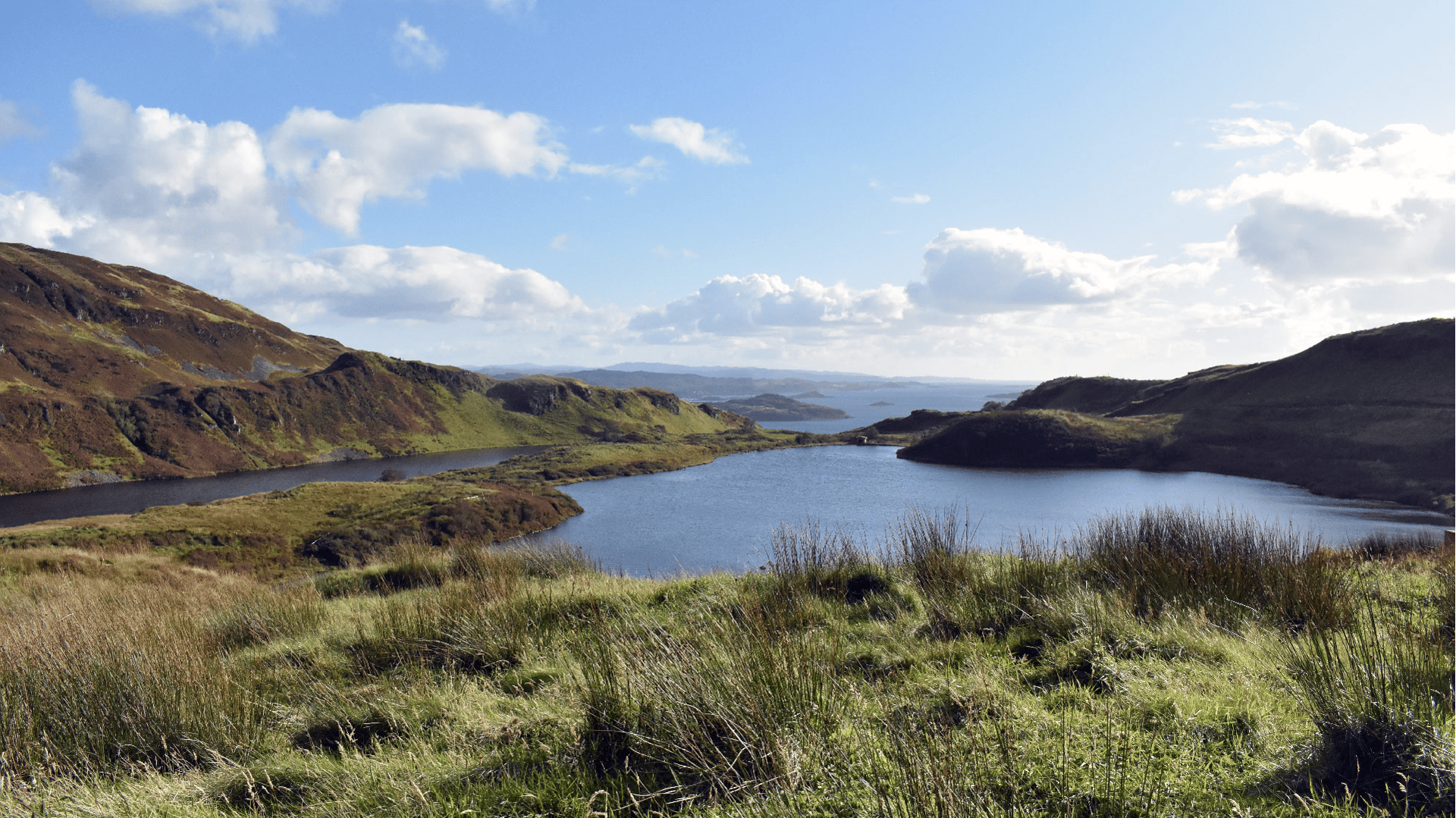 brown and white butterfly on brown tree branch