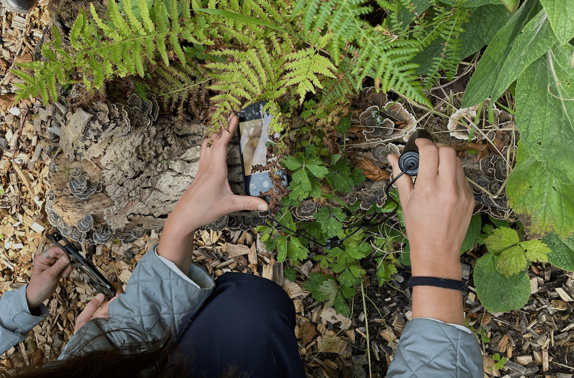 a bunch of leaves that are on the ground