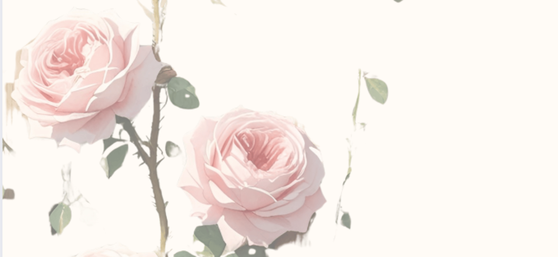 pink roses in close up photography