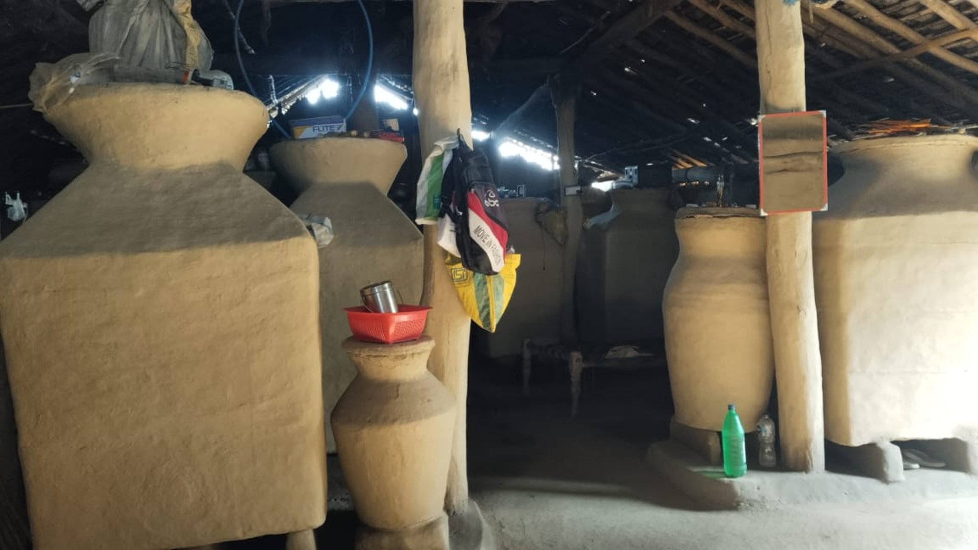 trees on forest with sun rays