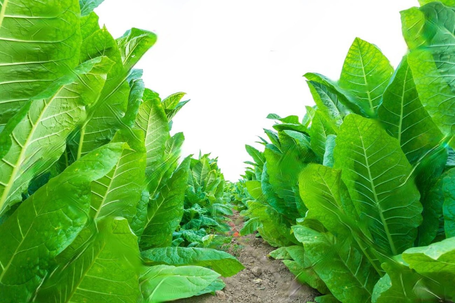 A high-resolution image showing diverse Asian agricultural products like spices, rice, tobacco, and cocoa on display.