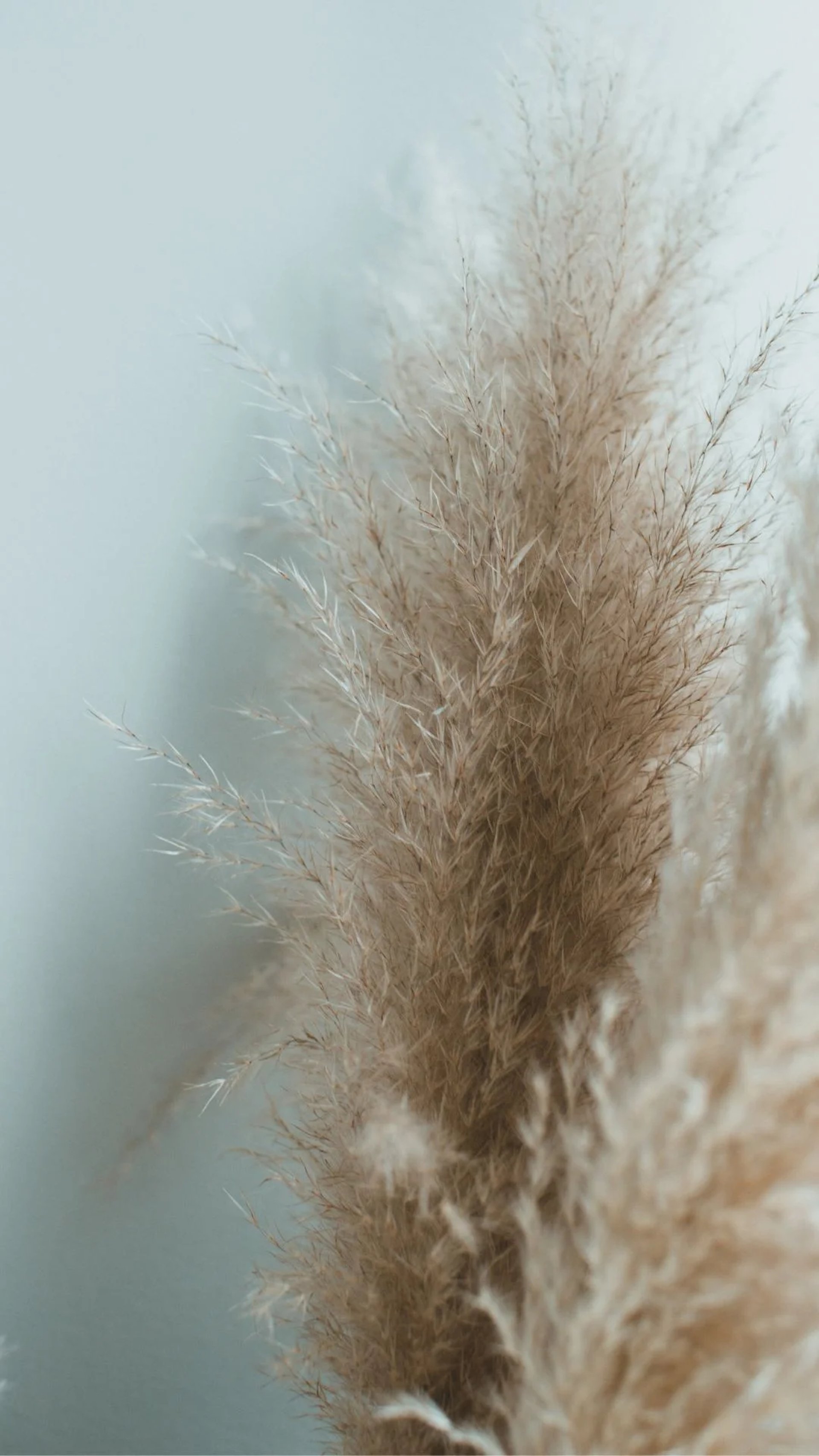 a white wall with some brown and white feathers