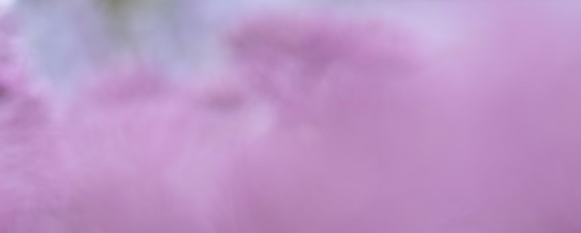 brown and white butterfly on purple petaled flower