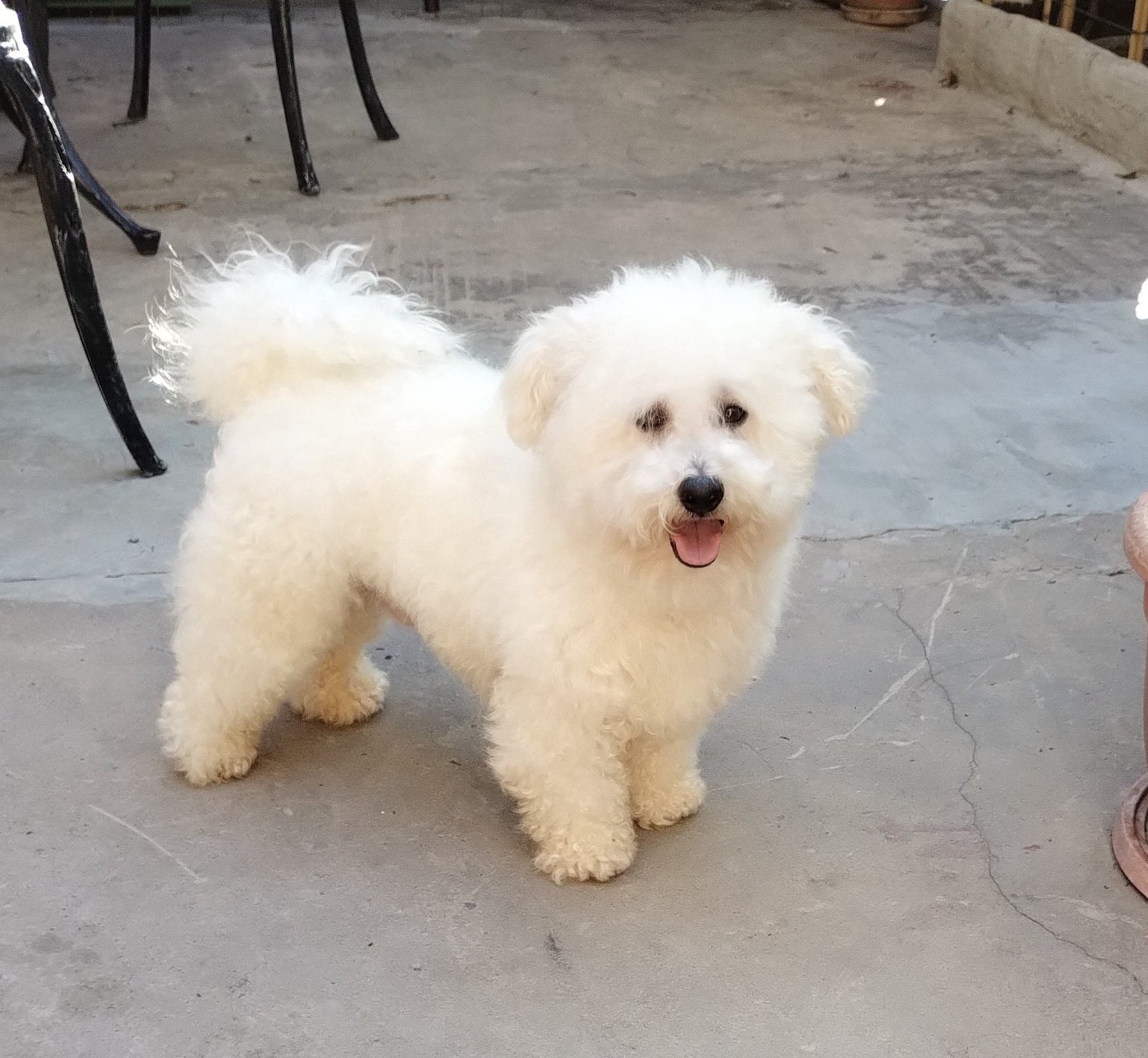 black and brown leather padded tub sofa