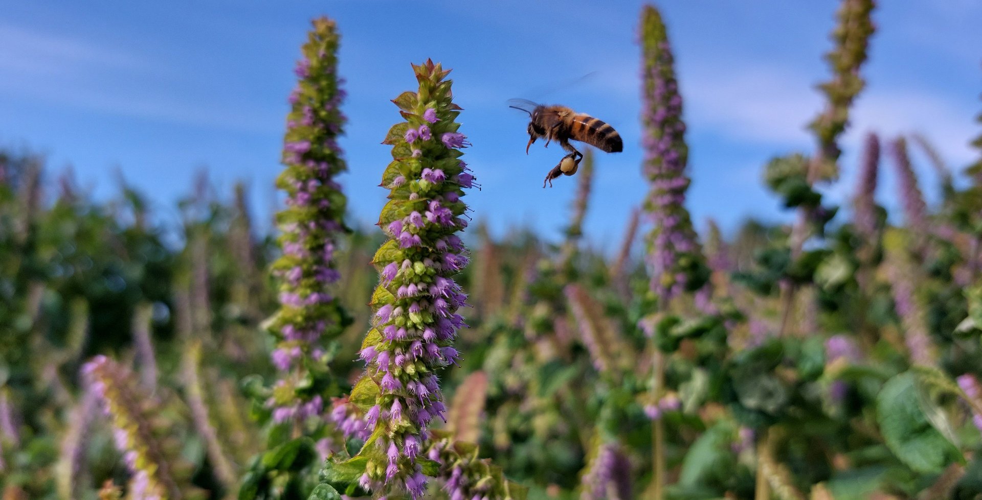 Žolynų medų bitės renka natūraliame žemdirbystės ūkyje „Žolynų namai“ iš anyžinio lofanto žiedų – 100 % natūralus lietuviškas