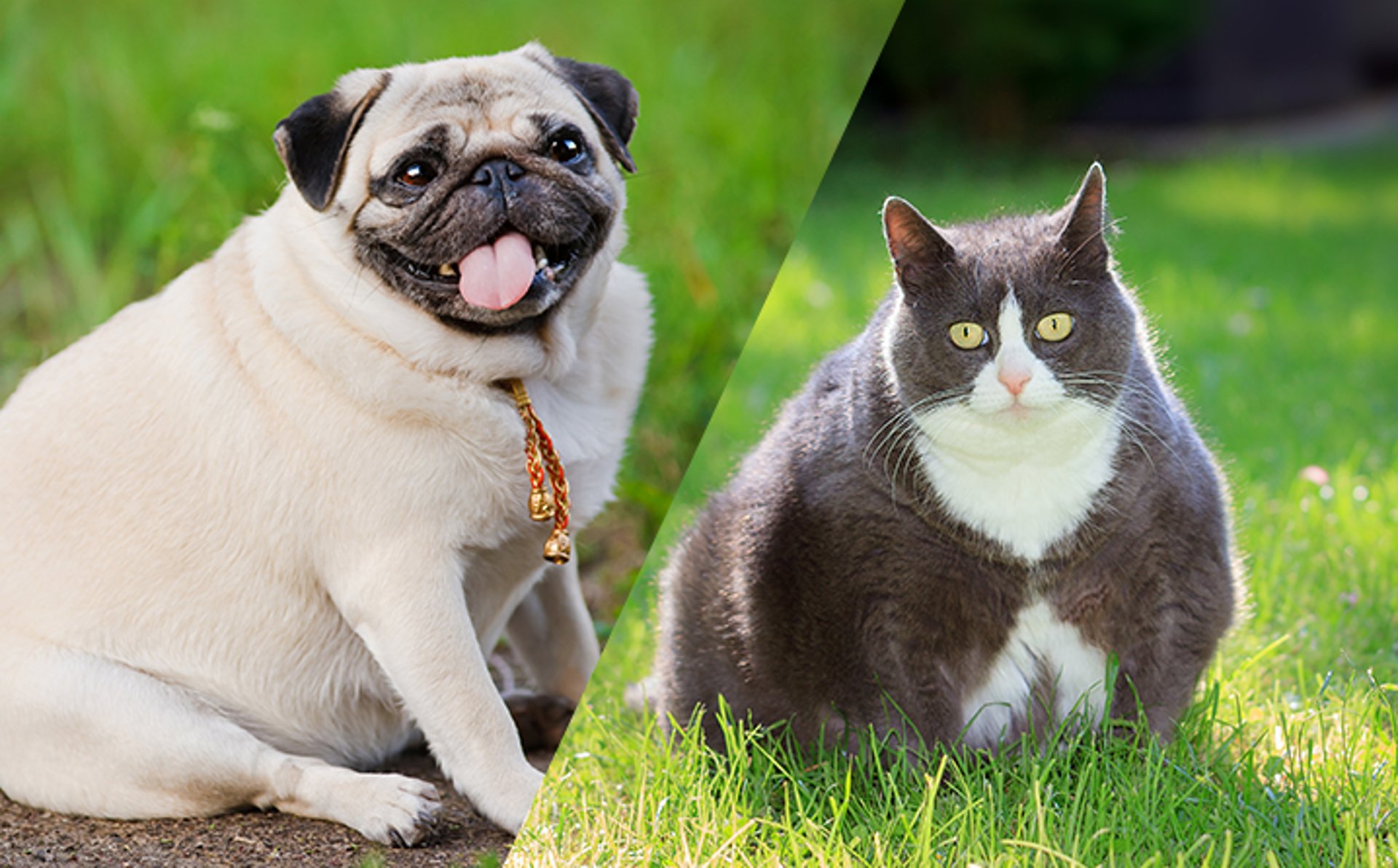 medium-coated brown dog