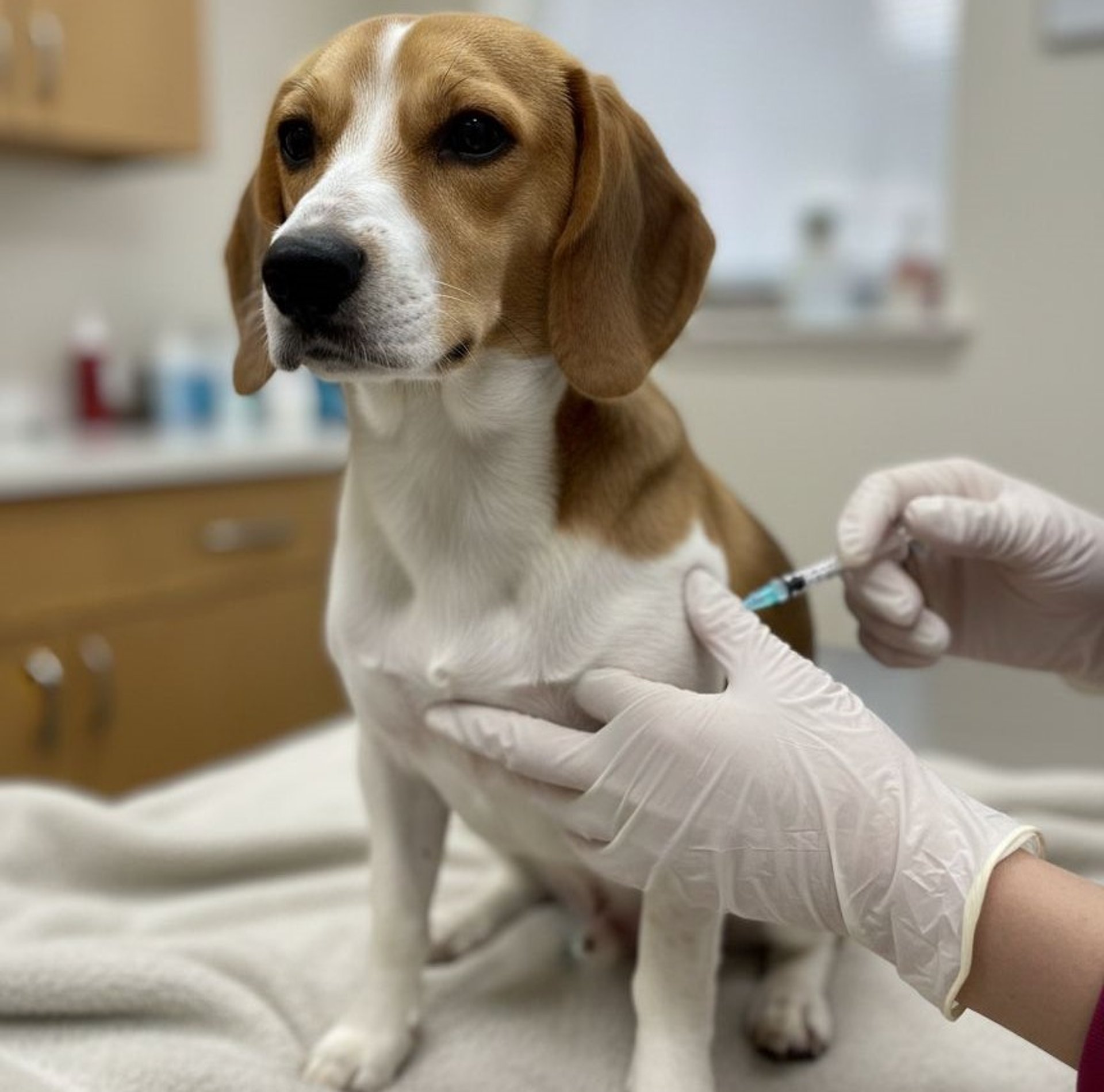 person holding silver tabby cat