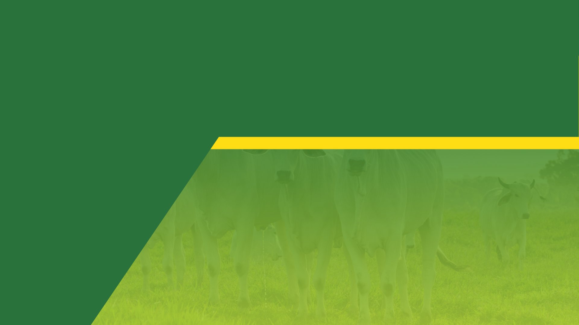 man riding on white cattle near many cattle in green field