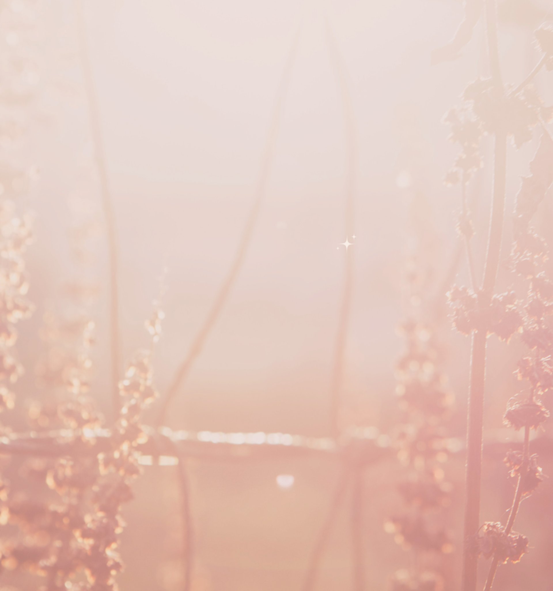 selrctive focus of white flowers
