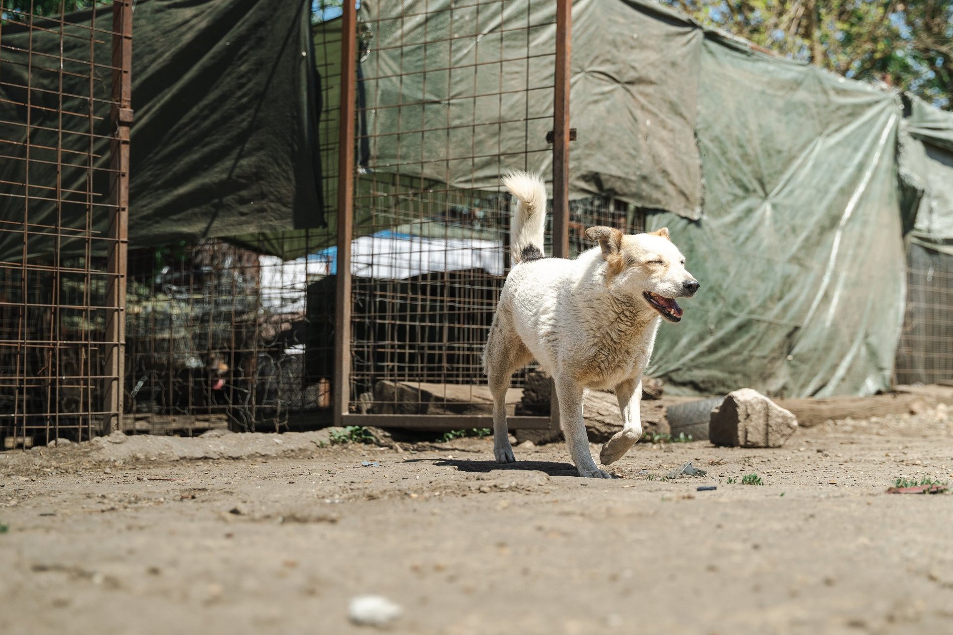 yellow sunflower field during daytime