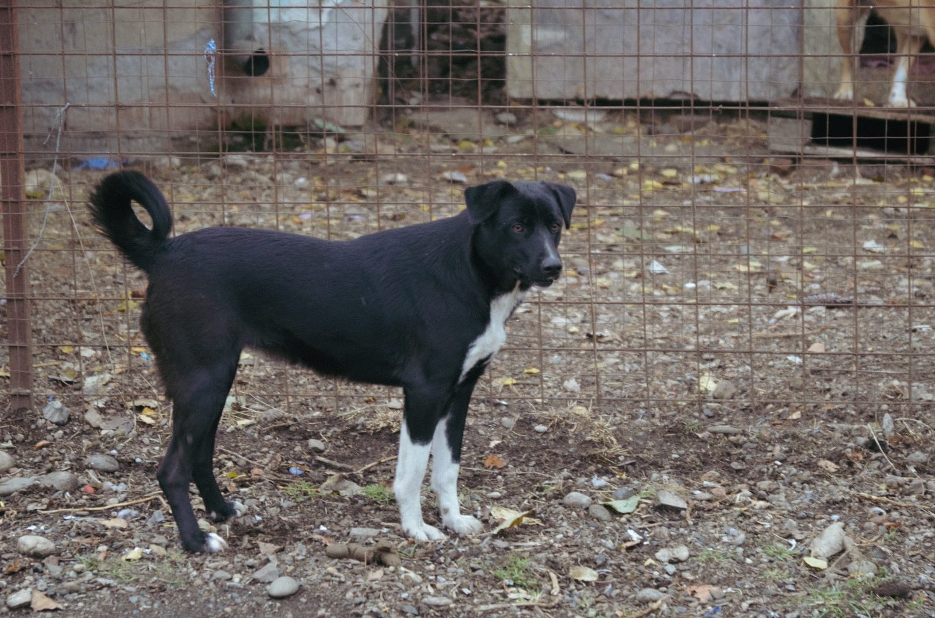 black and white bed linen