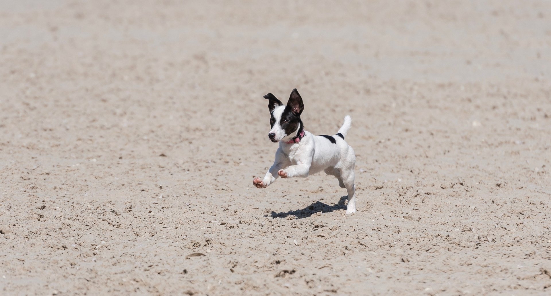 white and brown corgi besides brown dog