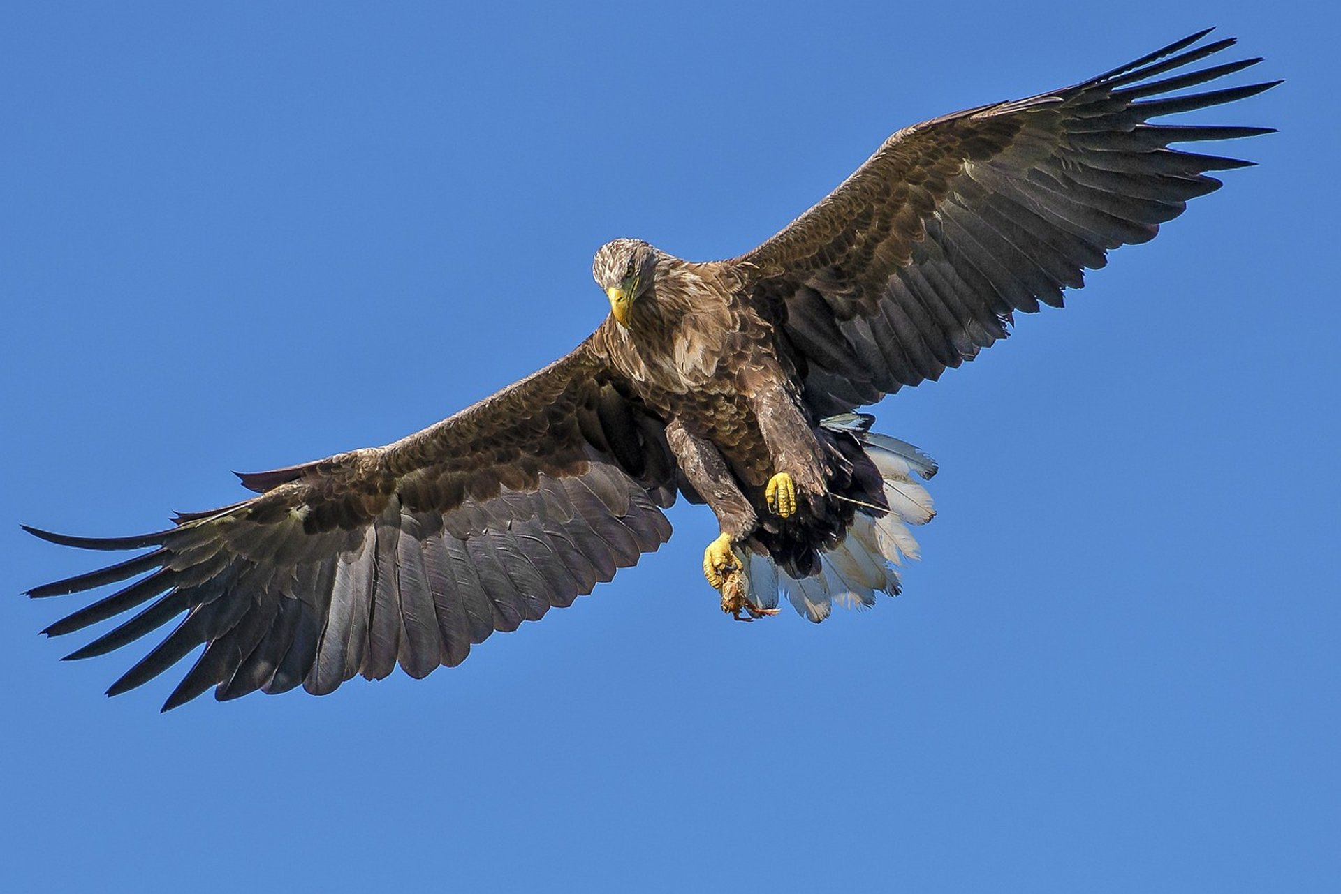 a close up of a bald eagle with a green background