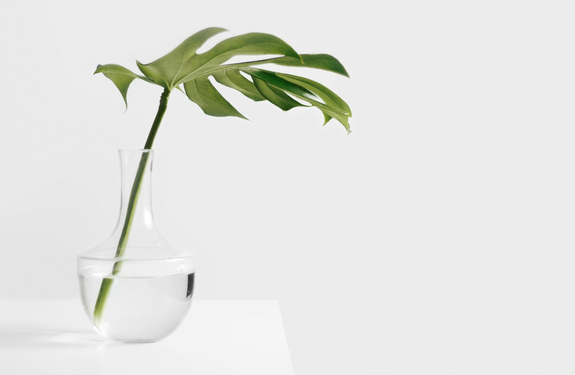 green leaf plant in white pot