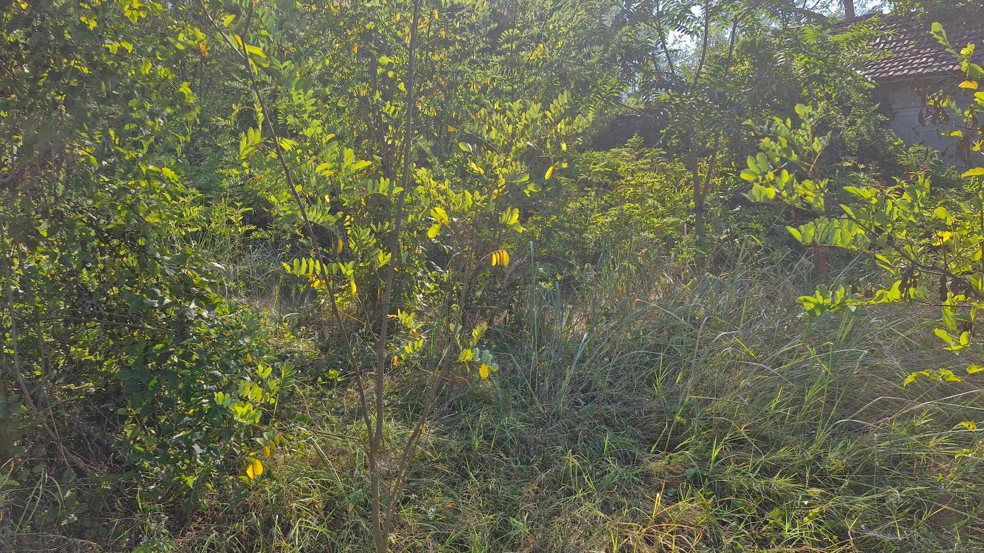 green leafed plant