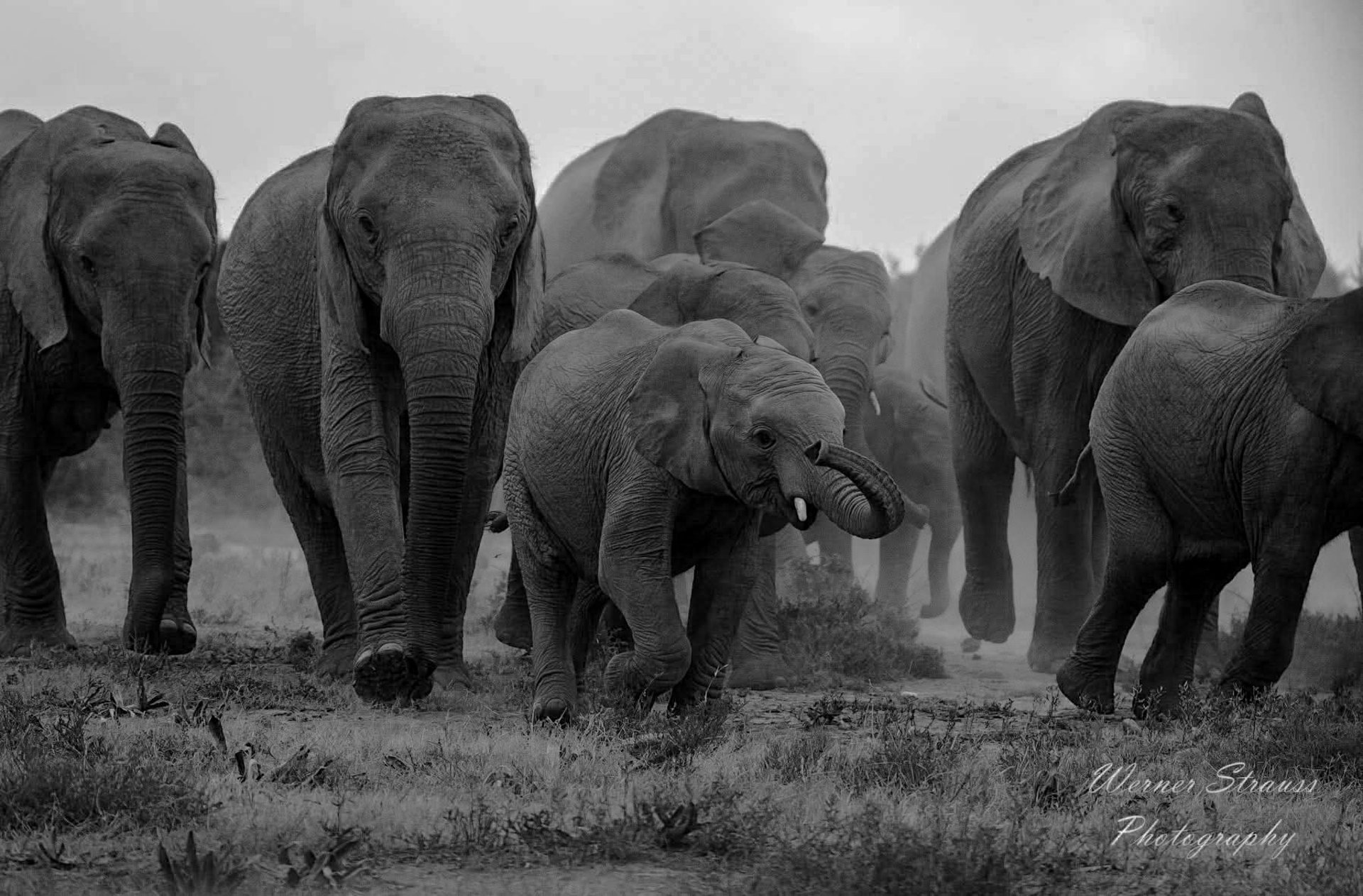 Elephants running towards camera with a baby elephant calf in front. Black and white image