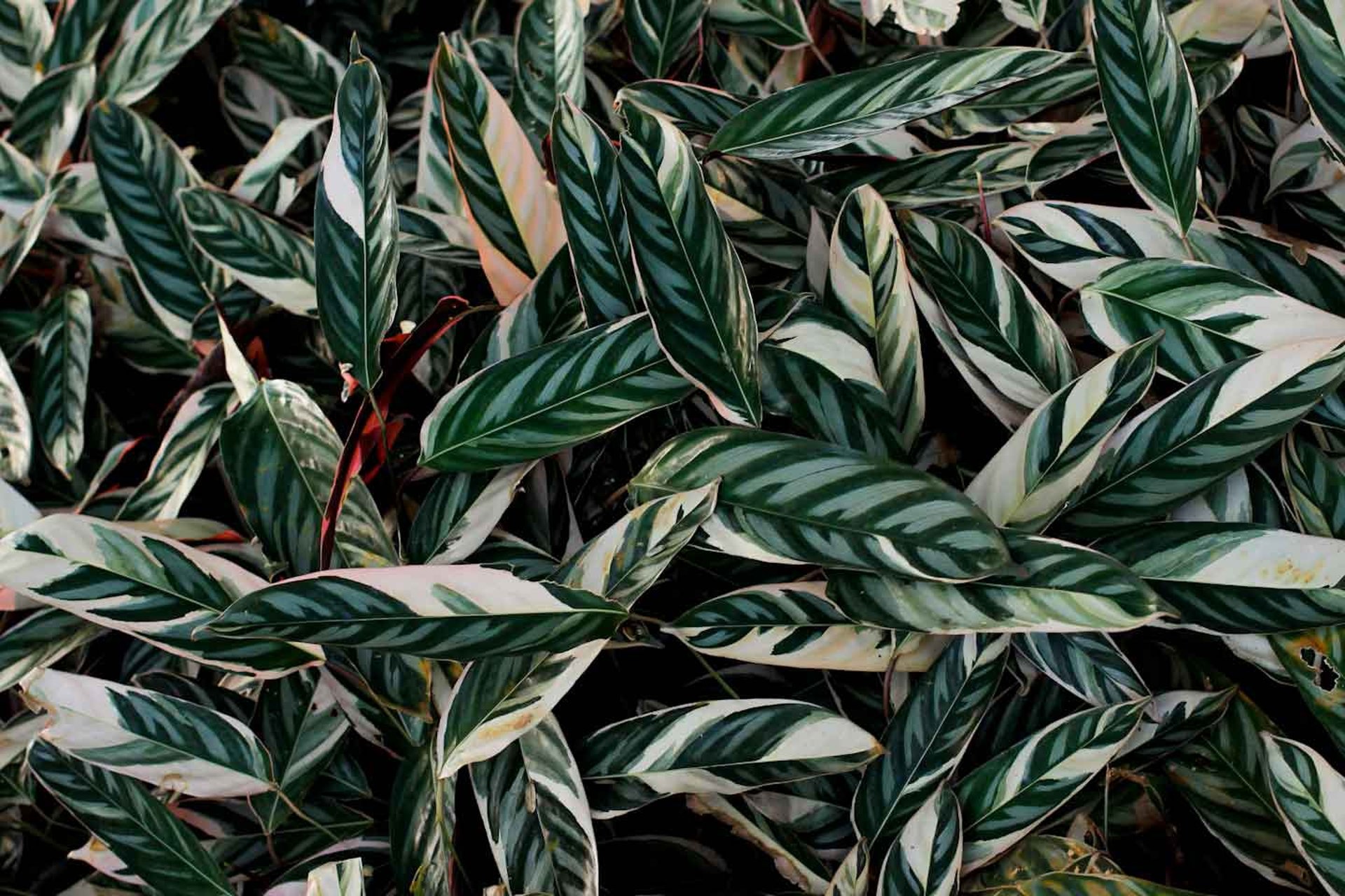 green leaves plant during daytime