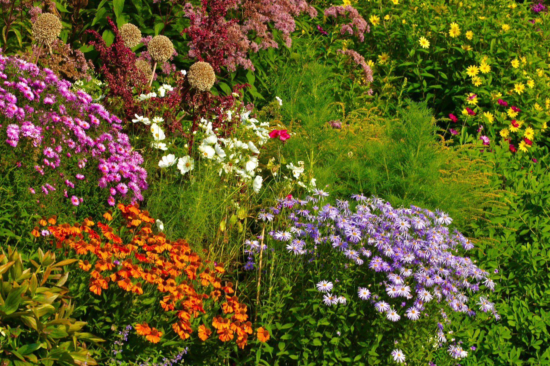 a field full of yellow and white flowers