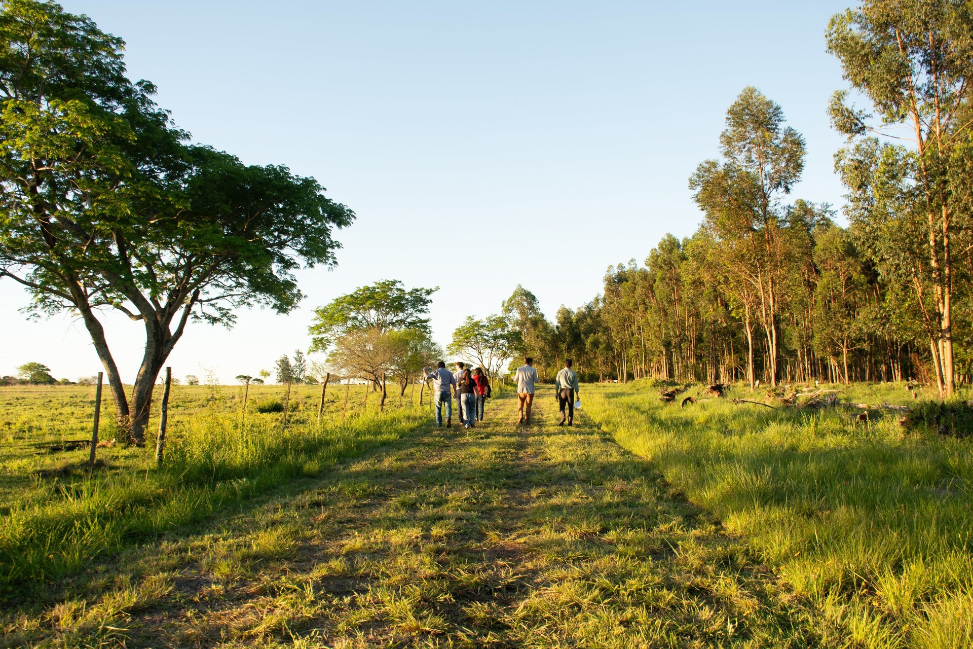 green grass field during daytime