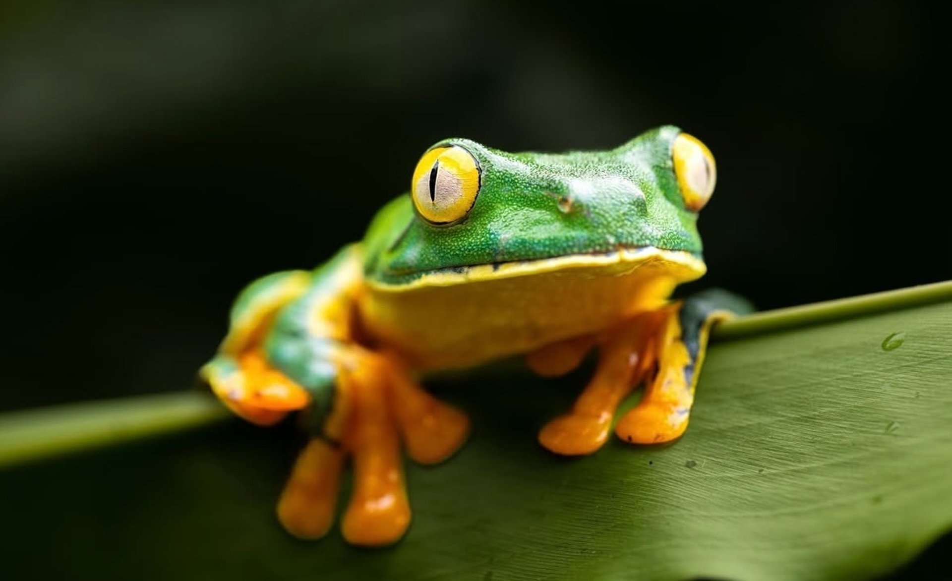 black blue and yellow textile