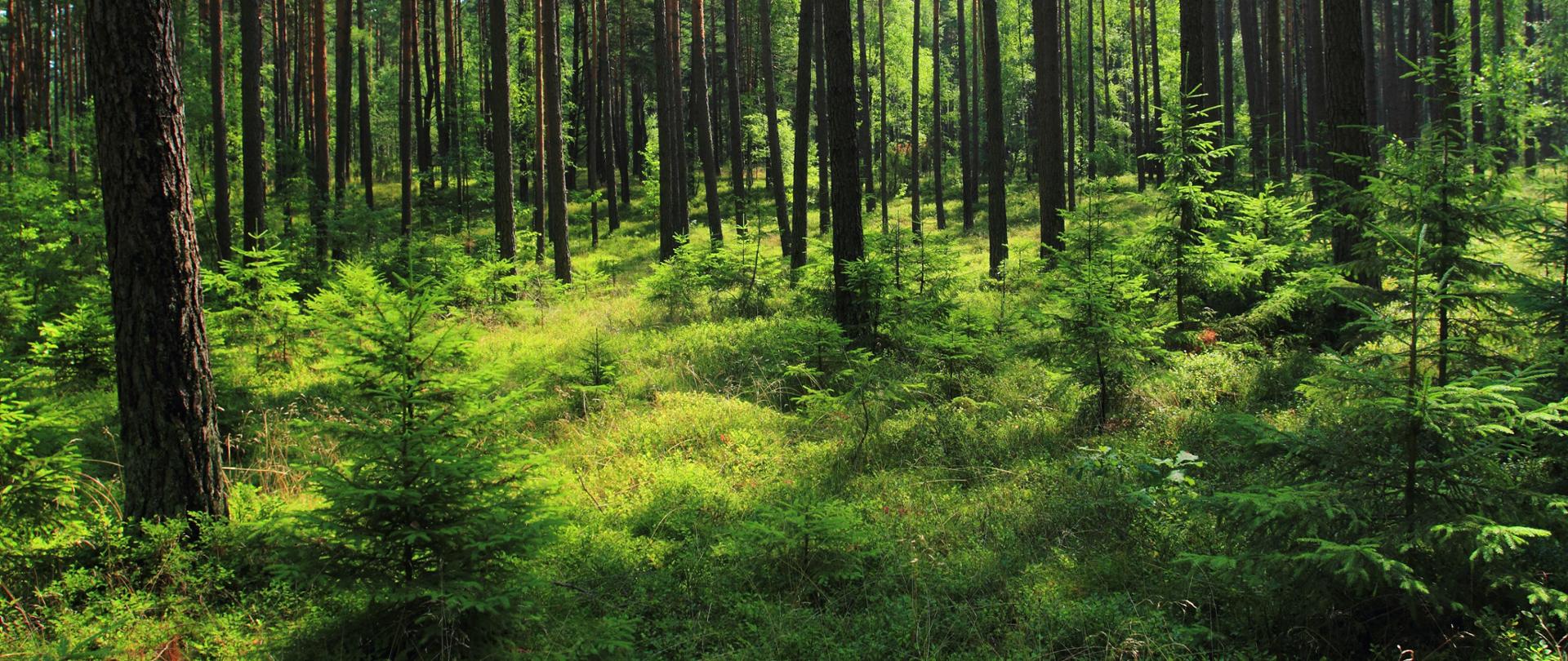 a close up of a black and brown abstract painting