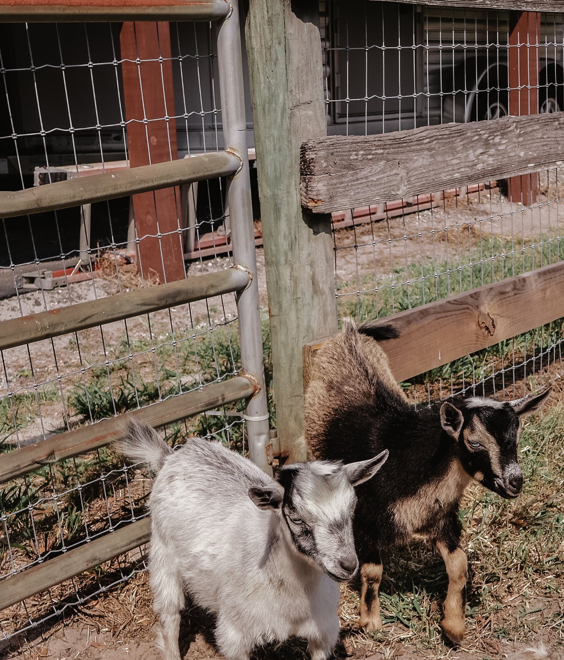 Sunrise over farm with red barns and open green pasture.