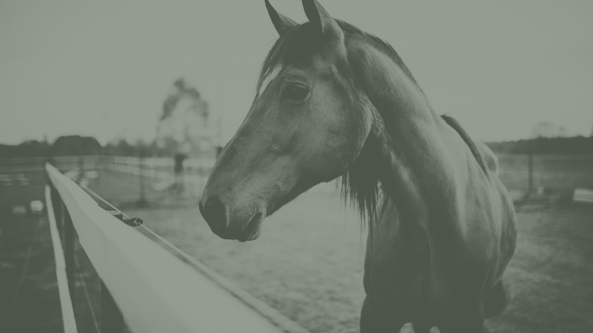 shallow focus photography of brown horse