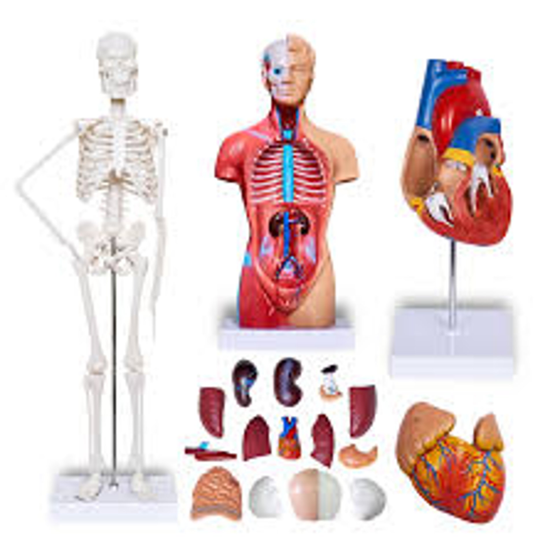#Human Body Model